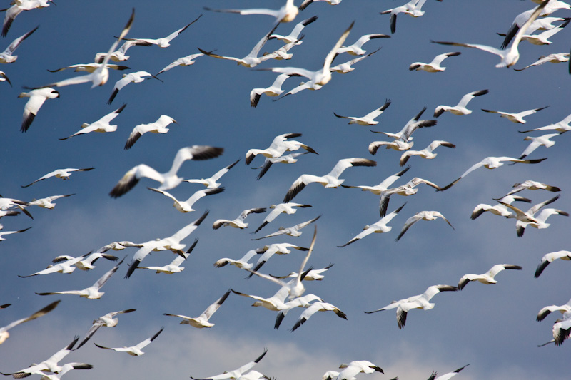 Snow Geese In Flight